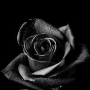 Meet your Posher, Lorenzo